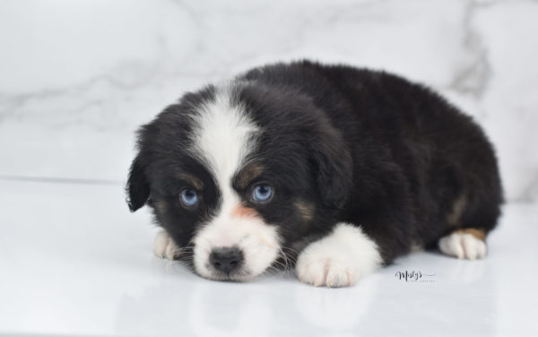 Mini / Toy Australian Shepherd Puppy Monty