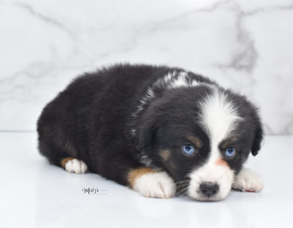 Mini / Toy Australian Shepherd Puppy Monty