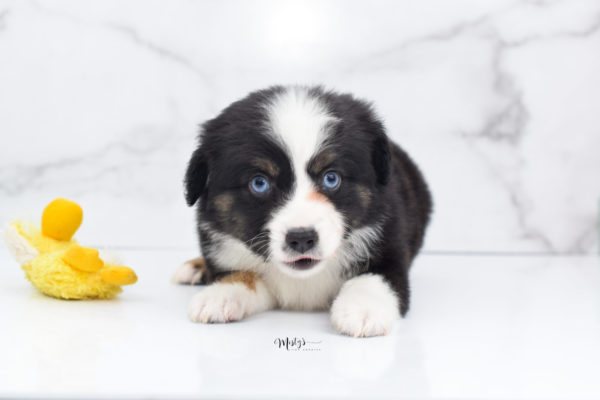 Mini / Toy Australian Shepherd Puppy Monty