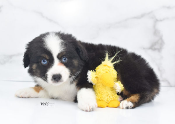 Mini / Toy Australian Shepherd Puppy Monty