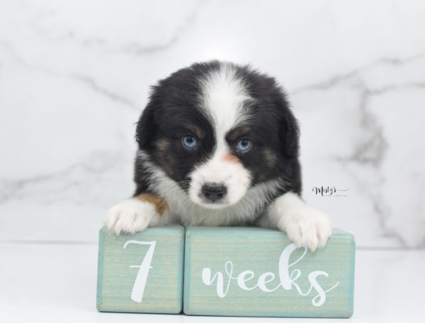 Mini / Toy Australian Shepherd Puppy Monty