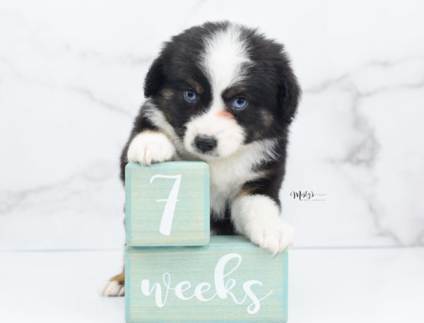 Mini / Toy Australian Shepherd Puppy Monty