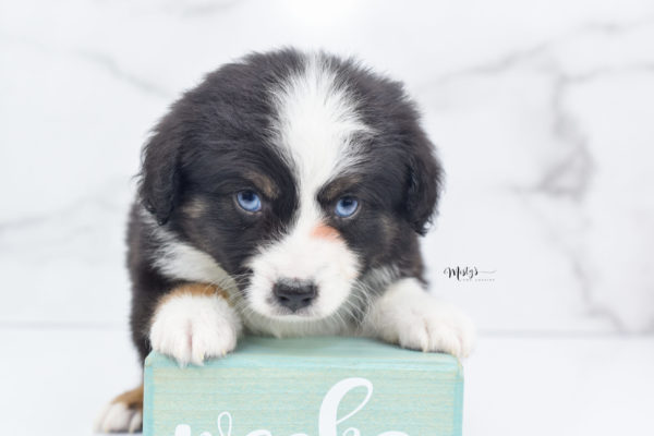 Mini / Toy Australian Shepherd Puppy Monty