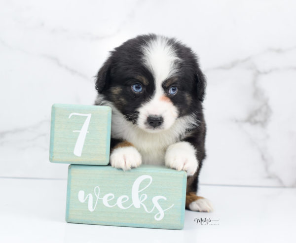 Mini / Toy Australian Shepherd Puppy Monty