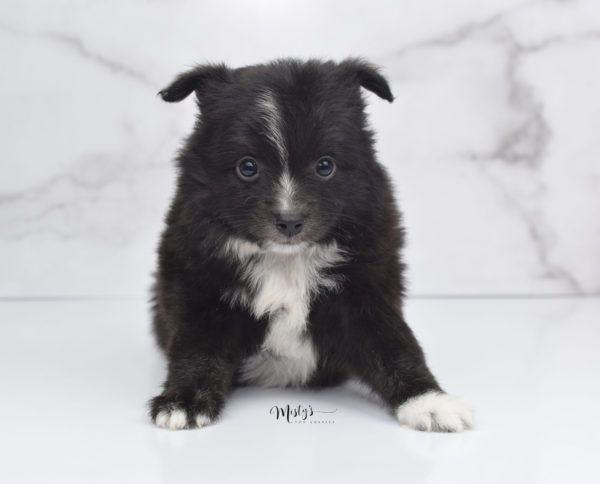 Mini / Toy Australian Shepherd Puppy Pepe