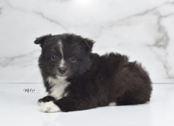 Mini / Toy Australian Shepherd Puppy Pepe