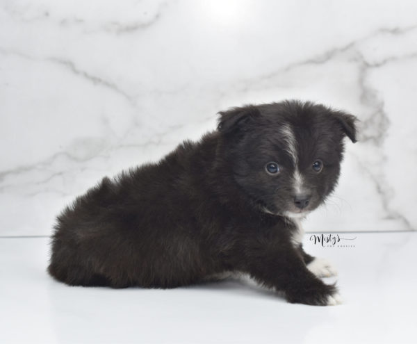 Mini / Toy Australian Shepherd Puppy Pepe