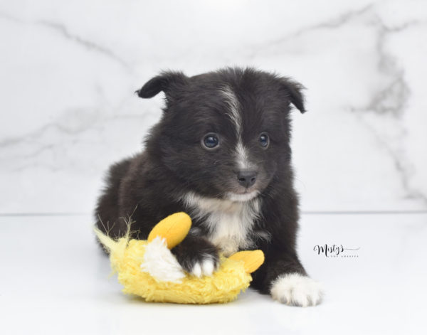 Mini / Toy Australian Shepherd Puppy Pepe