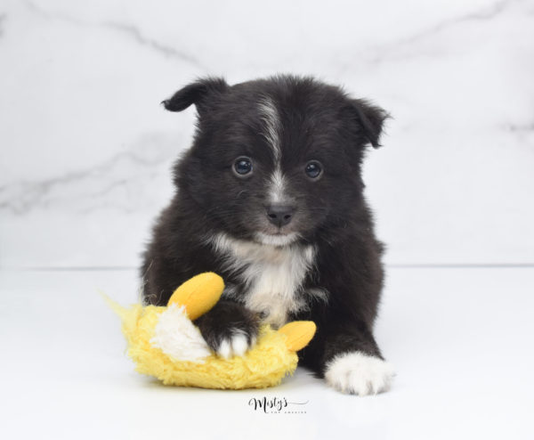 Mini / Toy Australian Shepherd Puppy Pepe