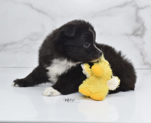 Mini / Toy Australian Shepherd Puppy Pepe