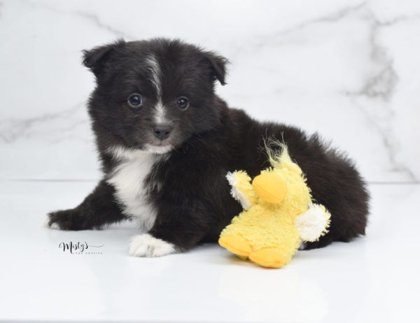 Mini / Toy Australian Shepherd Puppy Pepe
