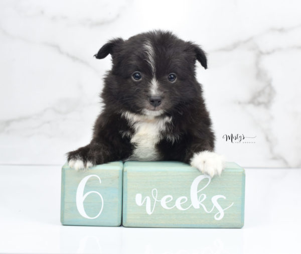 Mini / Toy Australian Shepherd Puppy Pepe