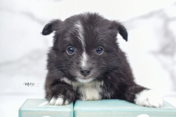 Mini / Toy Australian Shepherd Puppy Pepe