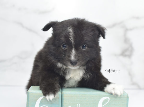 Mini / Toy Australian Shepherd Puppy Pepe