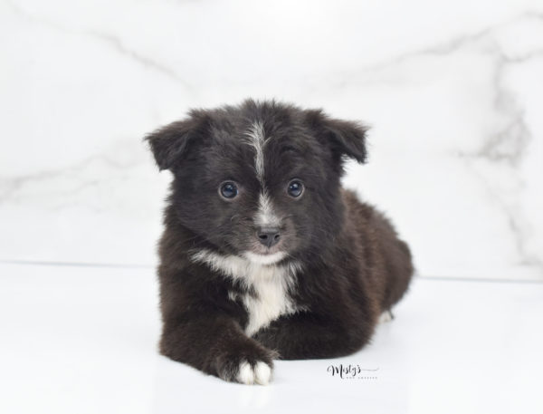 Mini / Toy Australian Shepherd Puppy Pepe