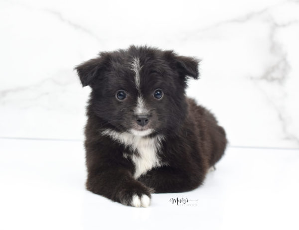 Mini / Toy Australian Shepherd Puppy Pepe