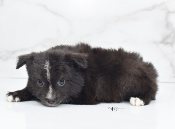 Mini / Toy Australian Shepherd Puppy Pepe