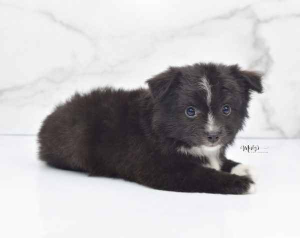 Mini / Toy Australian Shepherd Puppy Pepe