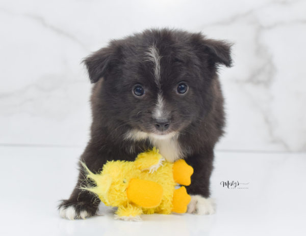 Mini / Toy Australian Shepherd Puppy Pepe