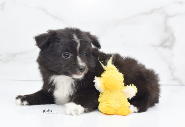 Mini / Toy Australian Shepherd Puppy Pepe