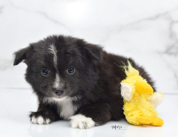 Mini / Toy Australian Shepherd Puppy Pepe