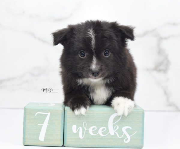 Mini / Toy Australian Shepherd Puppy Pepe