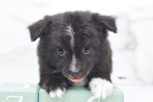 Mini / Toy Australian Shepherd Puppy Pepe