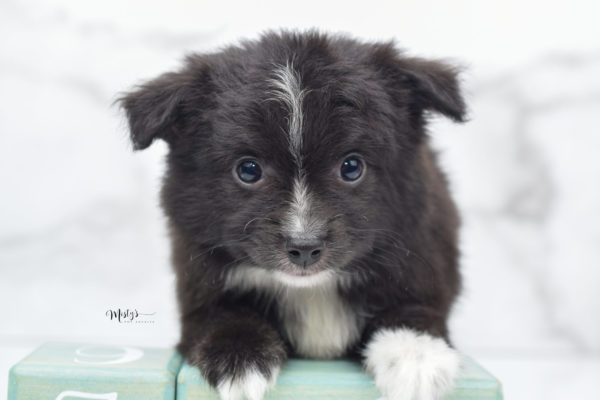 Mini / Toy Australian Shepherd Puppy Pepe