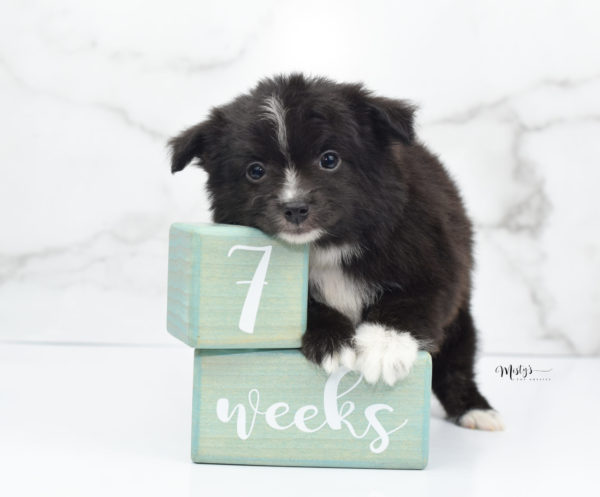 Mini / Toy Australian Shepherd Puppy Pepe