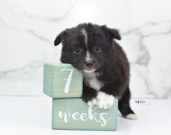 Mini / Toy Australian Shepherd Puppy Pepe