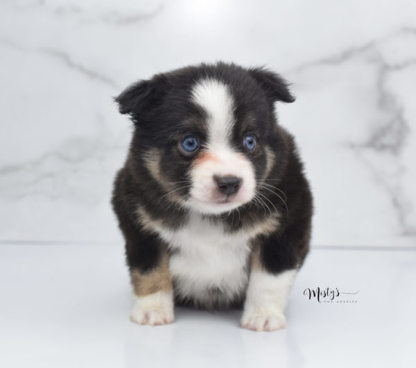 Mini / Toy Australian Shepherd Puppy Telly