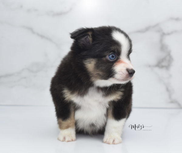 Mini / Toy Australian Shepherd Puppy Telly