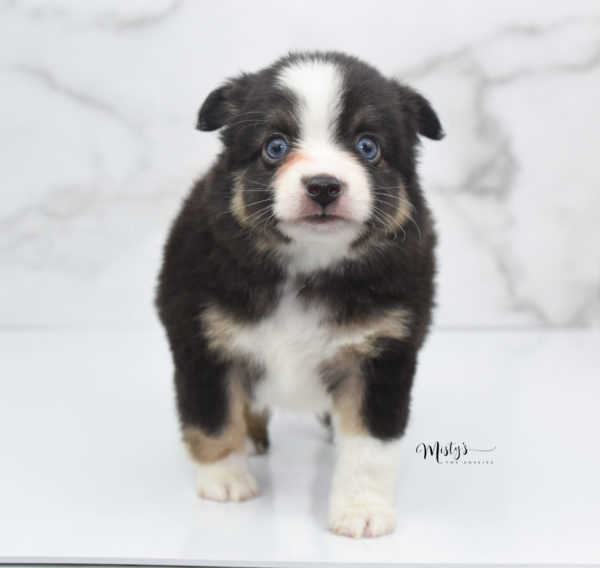 Mini / Toy Australian Shepherd Puppy Telly