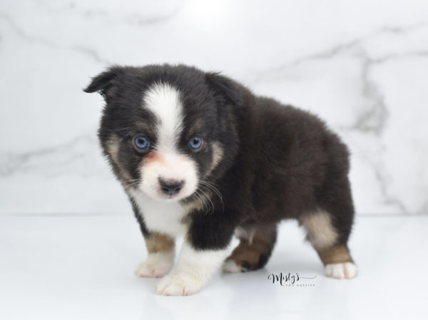 Mini / Toy Australian Shepherd Puppy Telly