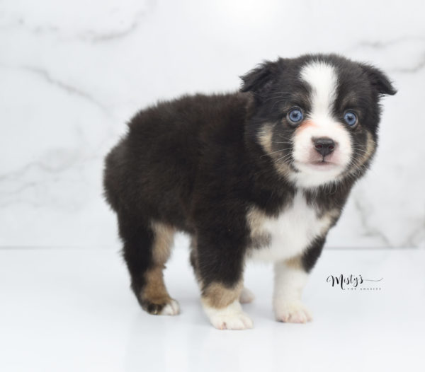 Mini / Toy Australian Shepherd Puppy Telly