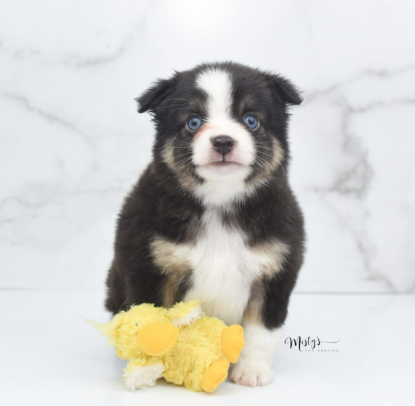 Mini / Toy Australian Shepherd Puppy Telly