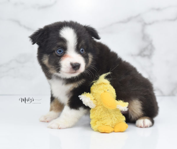 Mini / Toy Australian Shepherd Puppy Telly