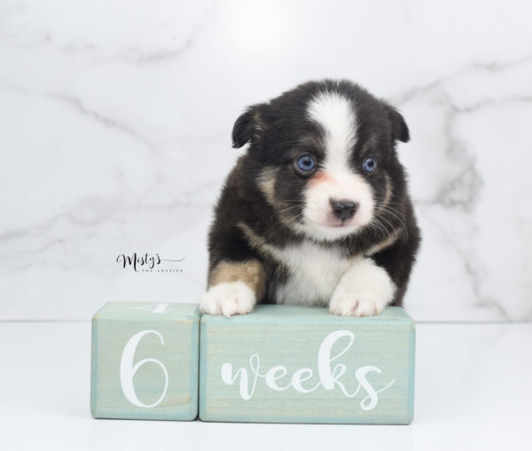 Mini / Toy Australian Shepherd Puppy Telly