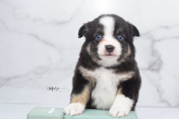 Mini / Toy Australian Shepherd Puppy Telly