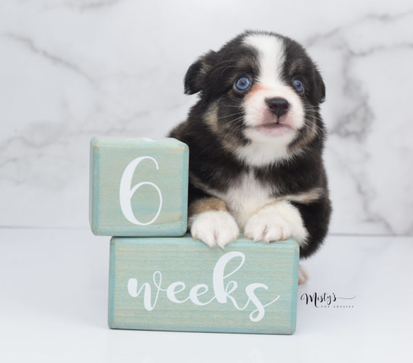 Mini / Toy Australian Shepherd Puppy Telly