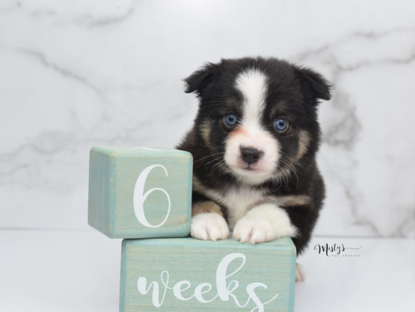 Mini / Toy Australian Shepherd Puppy Telly