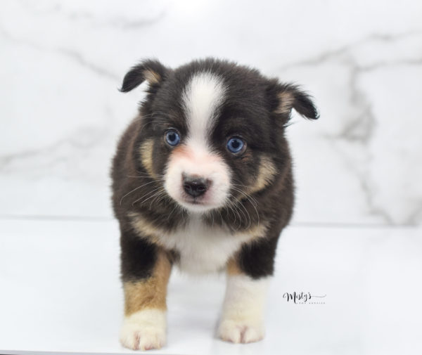 Mini / Toy Australian Shepherd Puppy Telly