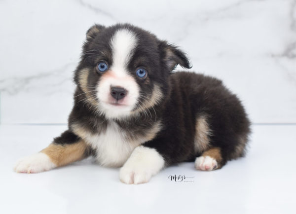 Mini / Toy Australian Shepherd Puppy Telly