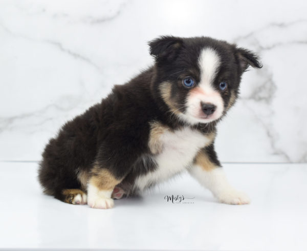 Mini / Toy Australian Shepherd Puppy Telly