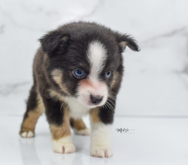 Mini / Toy Australian Shepherd Puppy Telly