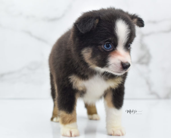 Mini / Toy Australian Shepherd Puppy Telly