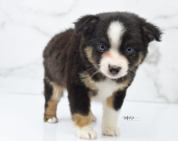 Mini / Toy Australian Shepherd Puppy Telly