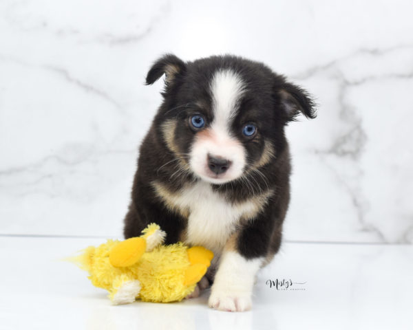 Mini / Toy Australian Shepherd Puppy Telly