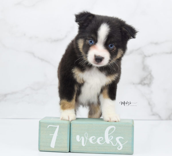 Mini / Toy Australian Shepherd Puppy Telly