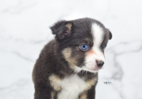 Mini / Toy Australian Shepherd Puppy Telly